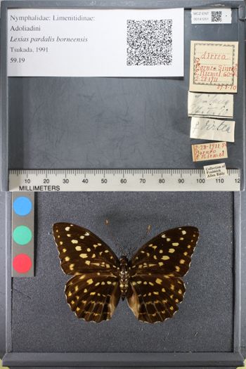 Media type: image;   Entomology 141251